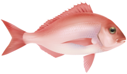 animals & Fish free transparent png image.