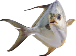 animals & fish free transparent png image.