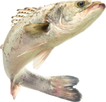 animals & fish free transparent png image.