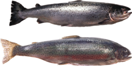 animals & fish free transparent png image.