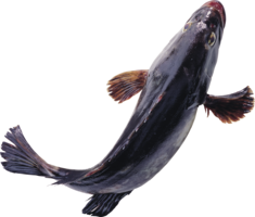 animals & fish free transparent png image.