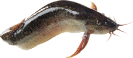 animals & fish free transparent png image.