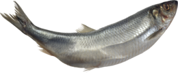 animals & fish free transparent png image.