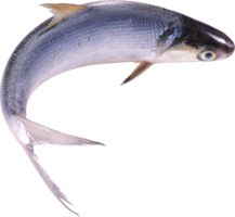 animals & fish free transparent png image.