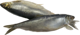 animals & Fish free transparent png image.