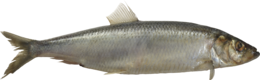 animals & fish free transparent png image.