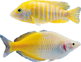 animals & Fish free transparent png image.