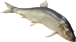 animals & fish free transparent png image.