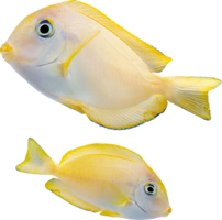 animals & Fish free transparent png image.