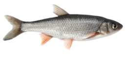 animals & Fish free transparent png image.