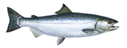 animals & fish free transparent png image.