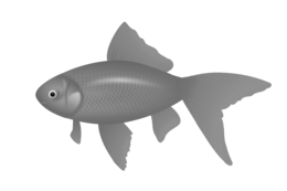 animals & fish free transparent png image.