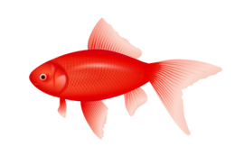 animals & Fish free transparent png image.