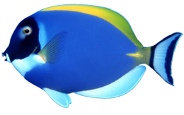 animals & Fish free transparent png image.