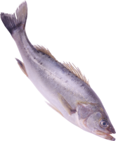 animals & Fish free transparent png image.