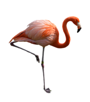 animals & flamingo free transparent png image.