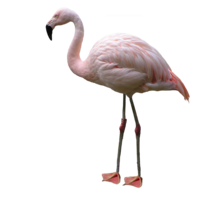 animals & flamingo free transparent png image.