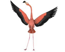 animals & flamingo free transparent png image.