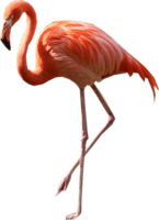 animals & Flamingo free transparent png image.