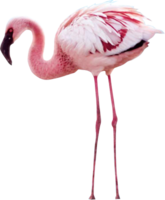 animals & flamingo free transparent png image.