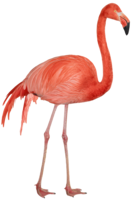 animals & Flamingo free transparent png image.
