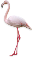 animals & Flamingo free transparent png image.