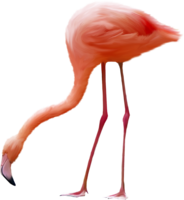 animals & Flamingo free transparent png image.