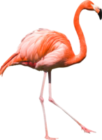 animals & flamingo free transparent png image.