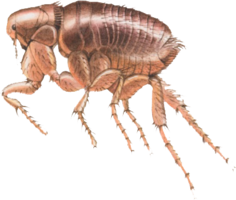 insects&Flea png image.