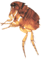 insects & Flea free transparent png image.