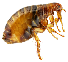 insects & Flea free transparent png image.