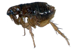 insects & flea free transparent png image.