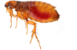 insects & flea free transparent png image.