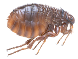 insects & Flea free transparent png image.