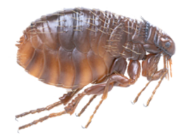 insects & flea free transparent png image.