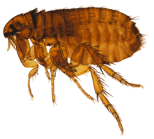 insects & flea free transparent png image.