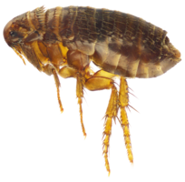 insects & flea free transparent png image.