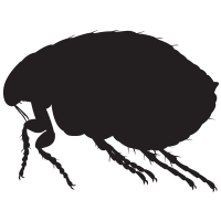 insects & Flea free transparent png image.