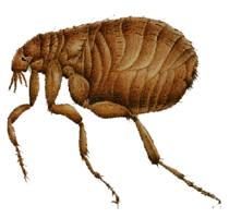 insects & flea free transparent png image.