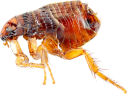 insects & Flea free transparent png image.