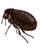 insects & Flea free transparent png image.