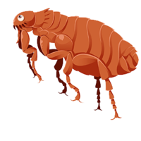 insects & Flea free transparent png image.