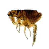 insects & flea free transparent png image.