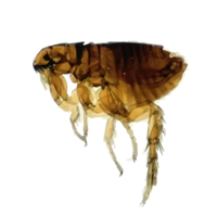 insects & Flea free transparent png image.