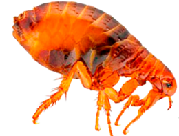 insects & flea free transparent png image.