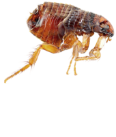 insects & Flea free transparent png image.