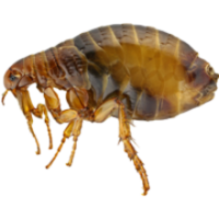 insects & Flea free transparent png image.