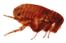 insects & flea free transparent png image.