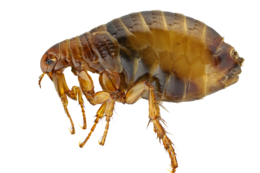 insects & flea free transparent png image.