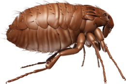 insects & Flea free transparent png image.